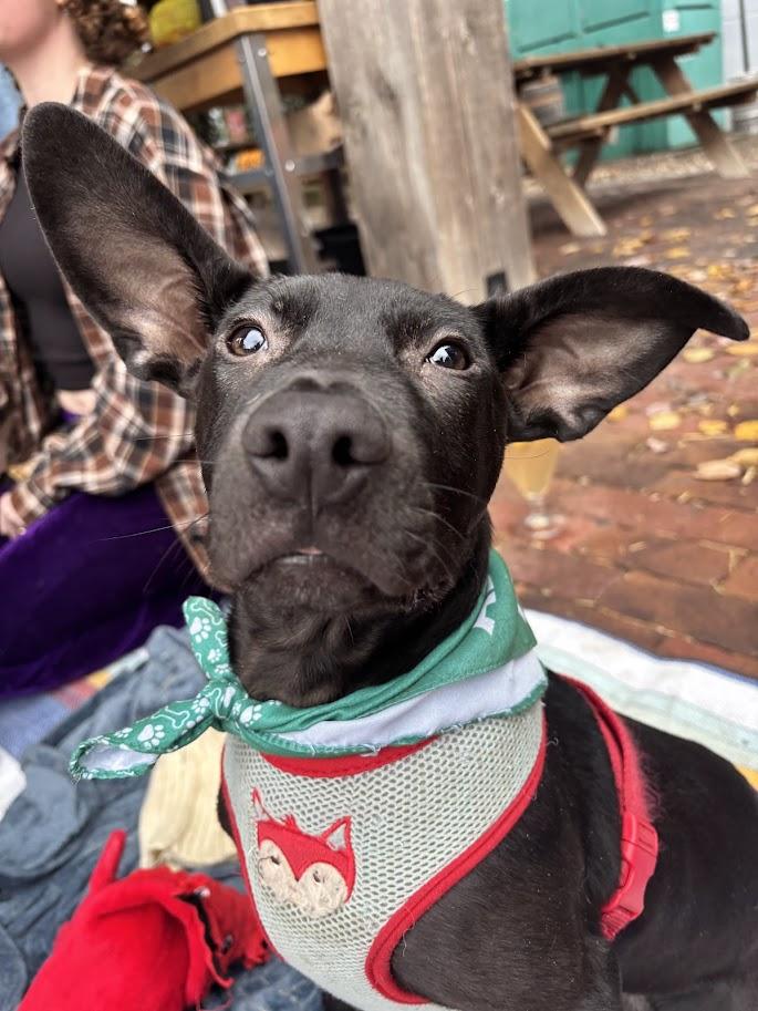 Enlarge Tacoma, a Adoptable mixed breed in Shermans Dale, PA image 5/6