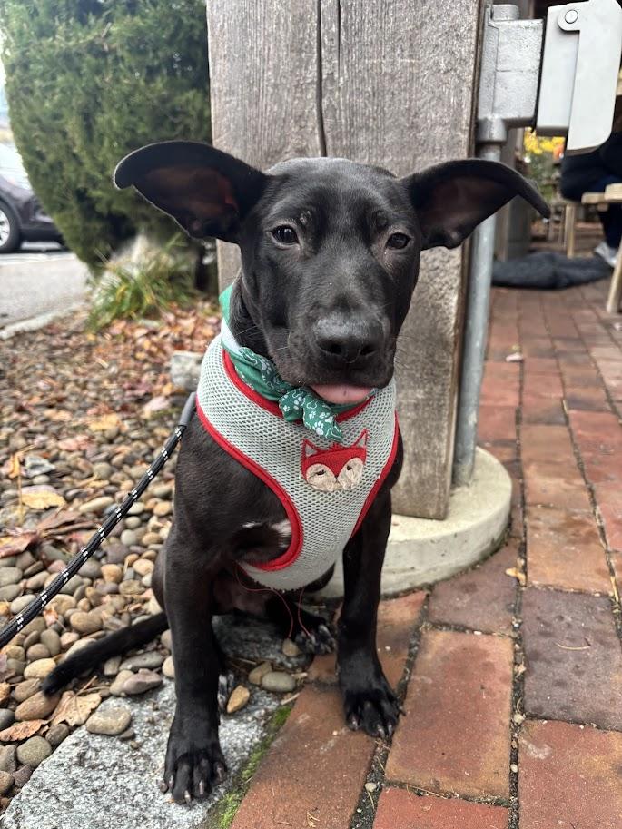 Enlarge Tacoma, a Adoptable mixed breed in Shermans Dale, PA image 3/6