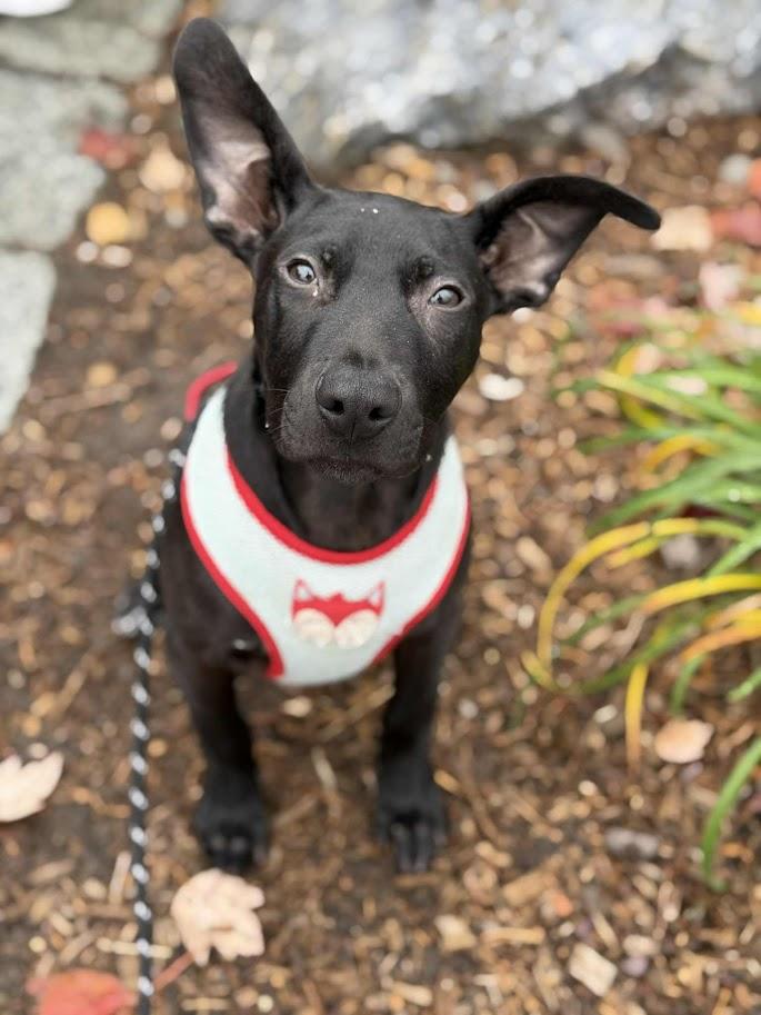 Enlarge Tacoma, a Adoptable mixed breed in Shermans Dale, PA image 4/6