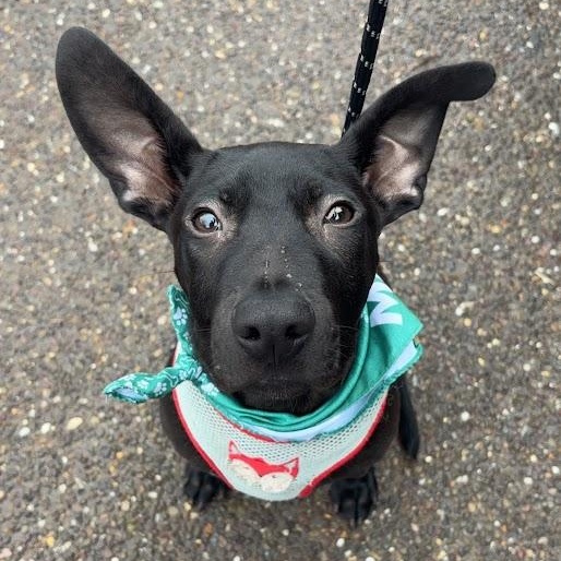 Enlarge Tacoma, a Adoptable mixed breed in Shermans Dale, PA image 2/6