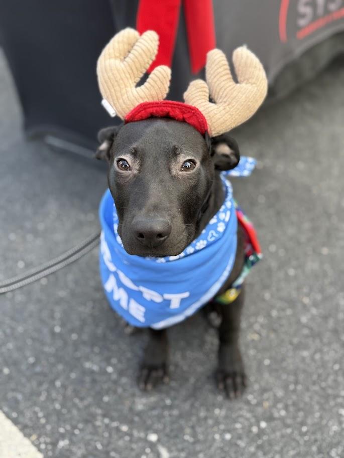 Tacoma, Adoptable, Young Male Labrador Retriever & Pit Bull Terrier.