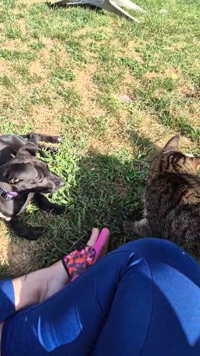 Enlarge Tacoma, a Adoptable mixed breed in Shermans Dale, PA video 6/6