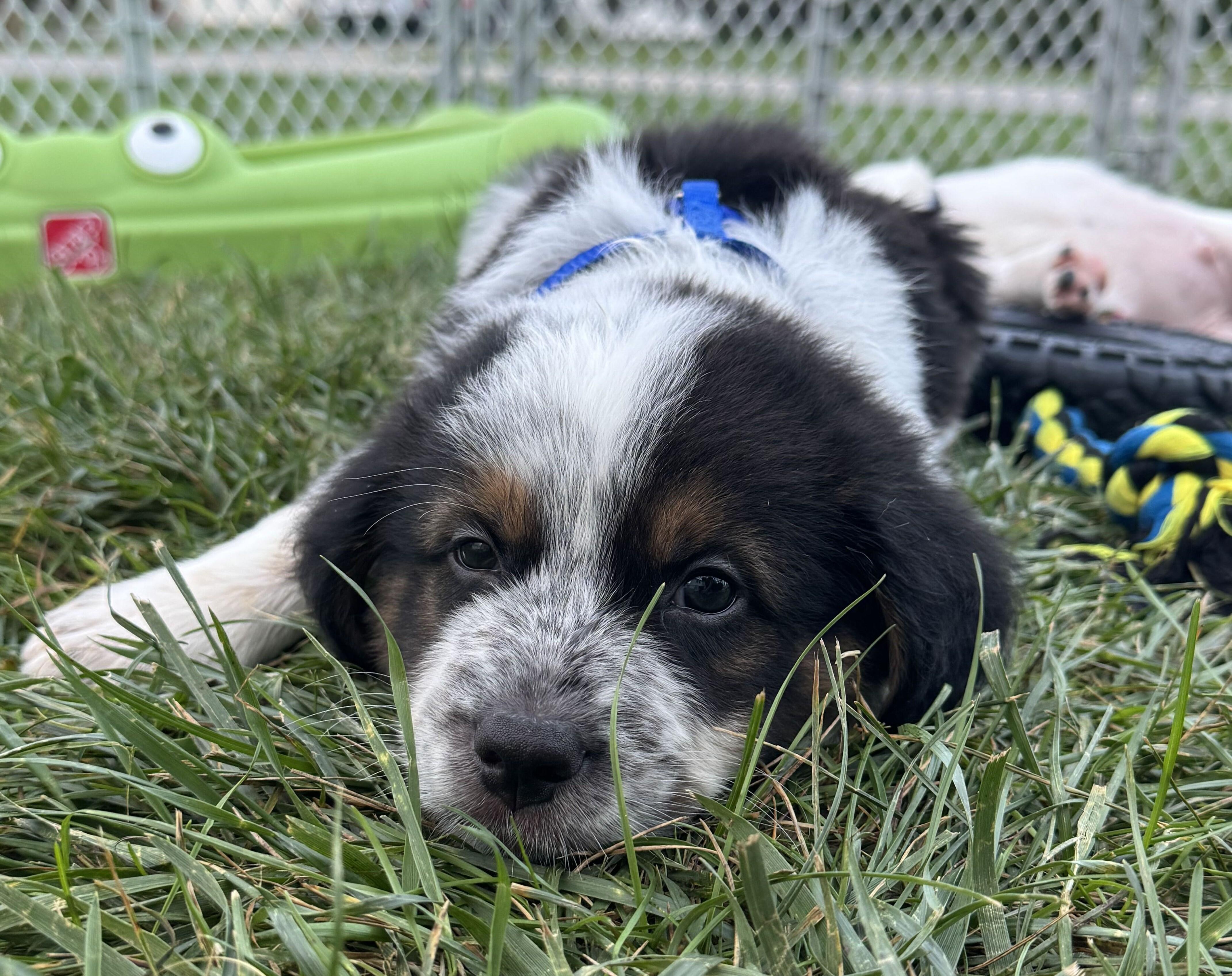 Enlarge Summit, a Adopted mixed breed in Grayslake, IL image 2/4