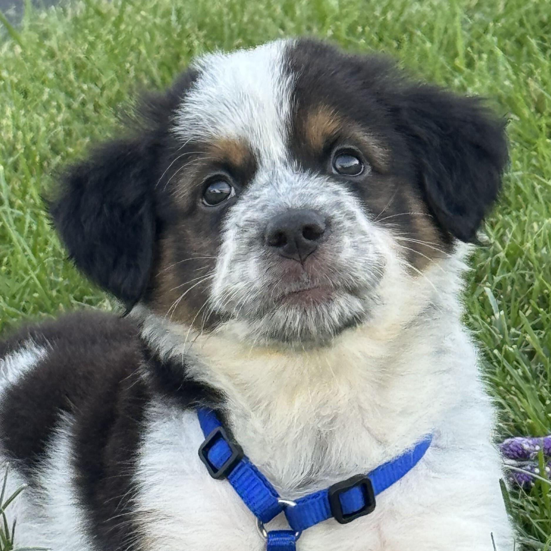 Enlarge Summit, a Adopted mixed breed in Grayslake, IL image 1/4