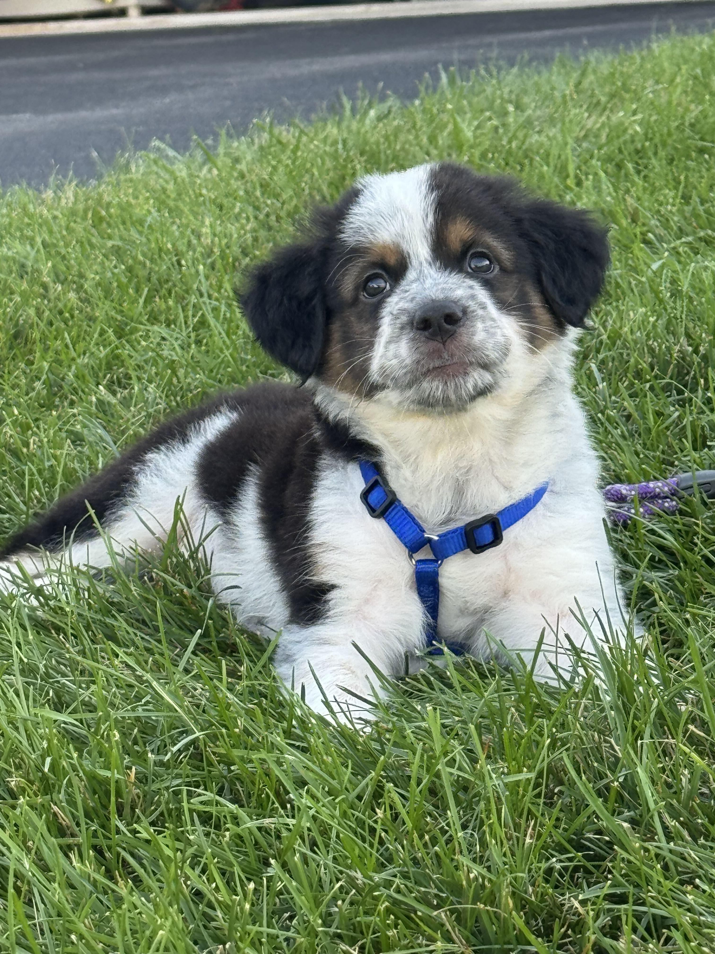 Enlarge Summit, a Adopted mixed breed in Grayslake, IL image 4/4