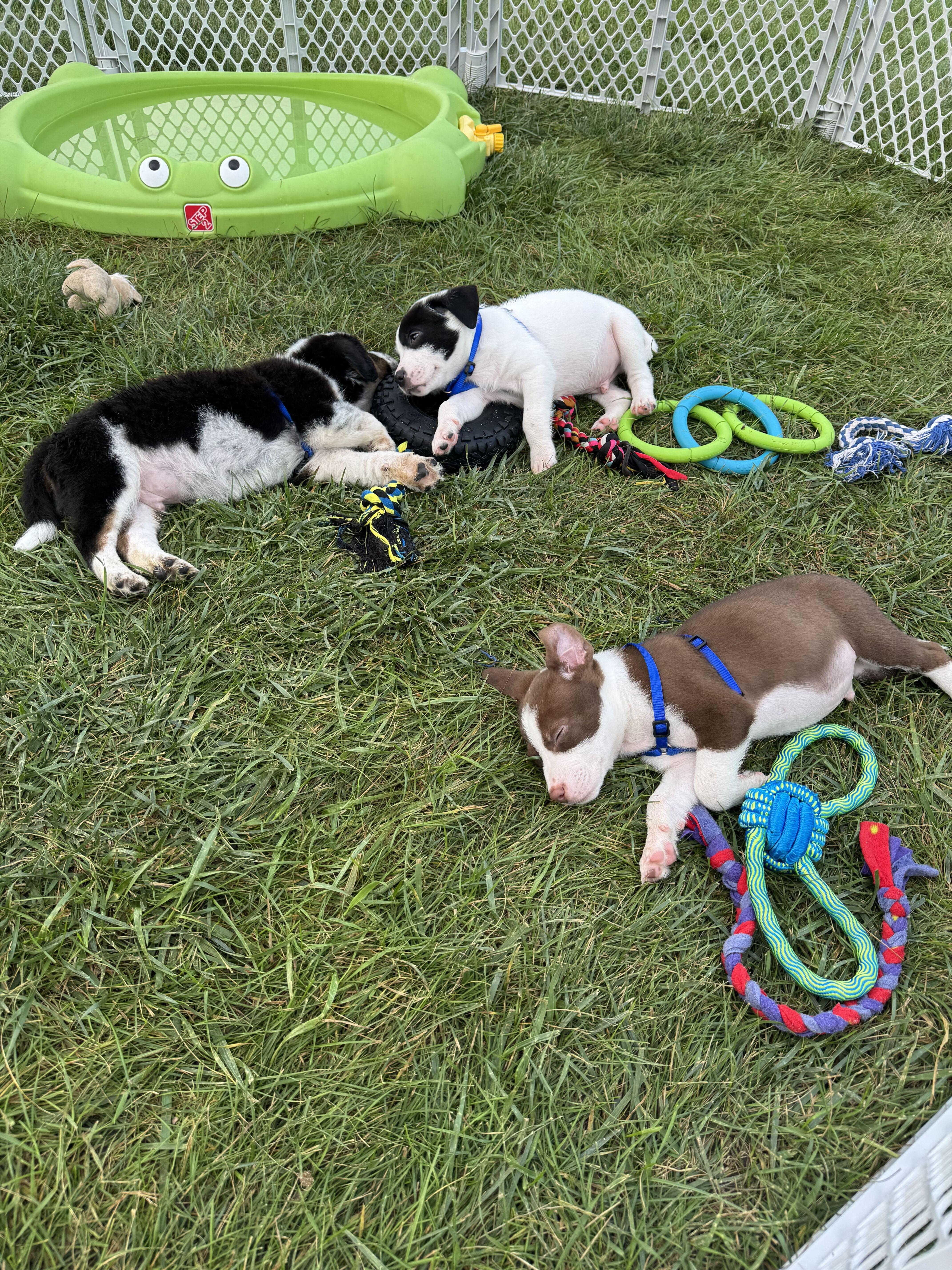 Enlarge Summit, a Adopted mixed breed in Grayslake, IL image 3/4