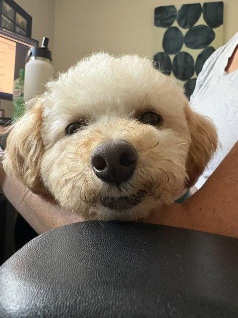 Enlarge Owen, a Adopted Poodle in Brooklyn Center, MN image 1/3