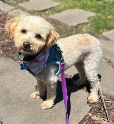 Enlarge Owen, a Adopted Poodle in Brooklyn Center, MN image 2/3