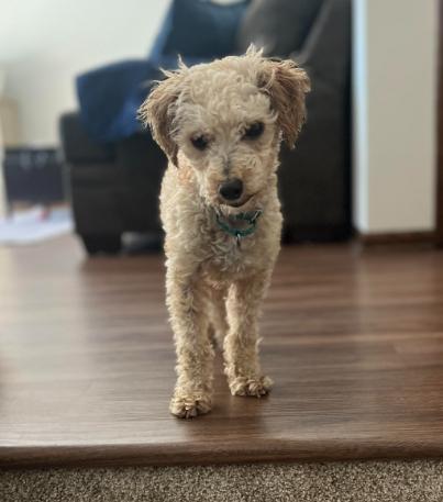 Enlarge Owen, a Adopted Poodle in Brooklyn Center, MN image 3/3