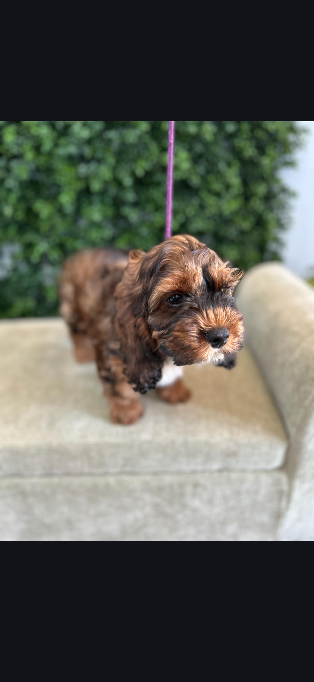 Mable, ADOPTABLE, Puppy Male Cockapoo.
