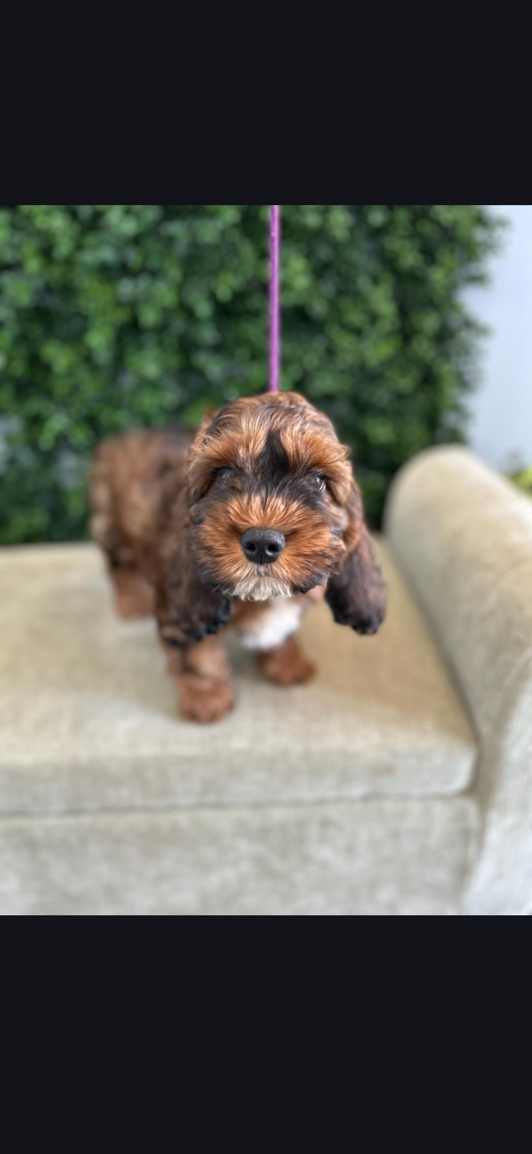 Enlarge Mable, a ADOPTABLE Cockapoo in Torrance, CA image 2/4