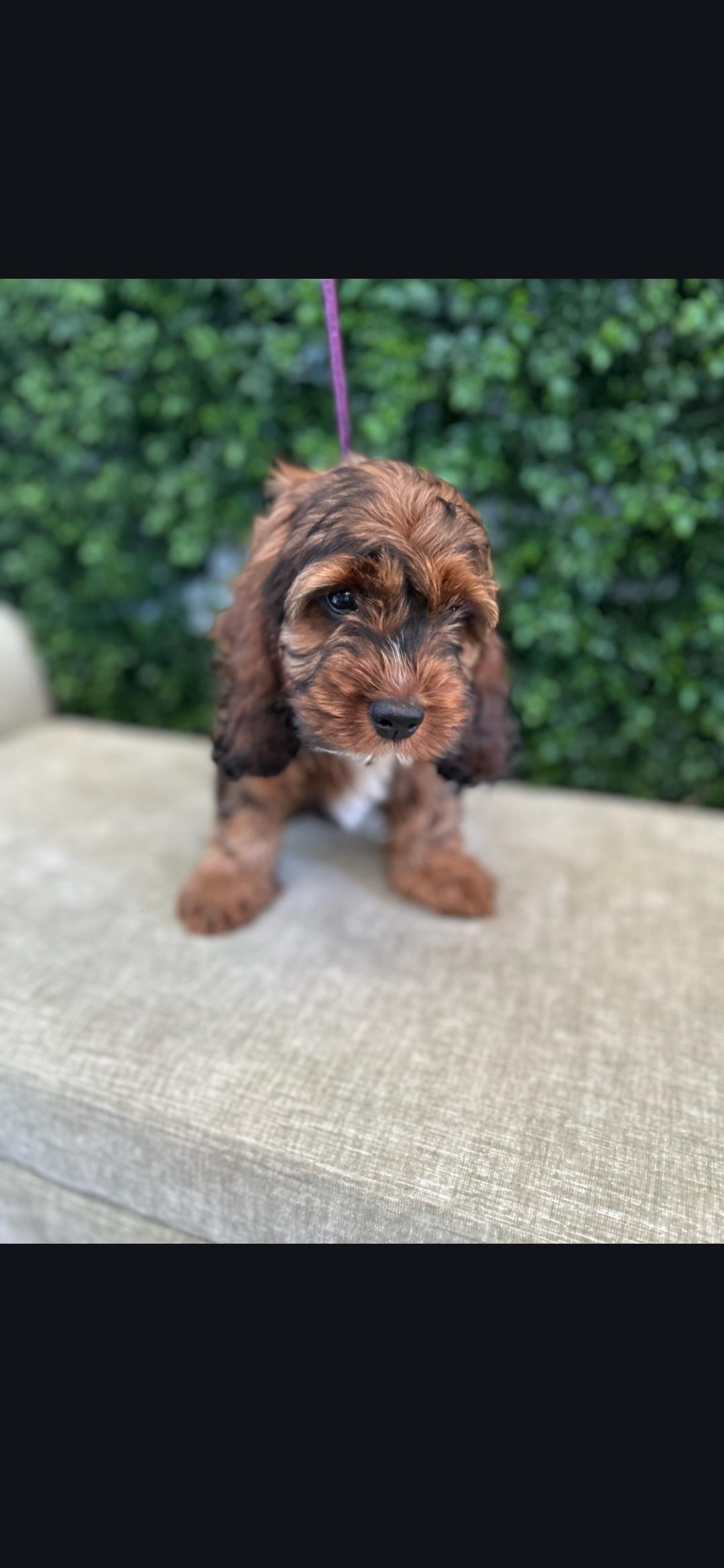 Enlarge Mable, a ADOPTABLE Cockapoo in Torrance, CA image 4/4