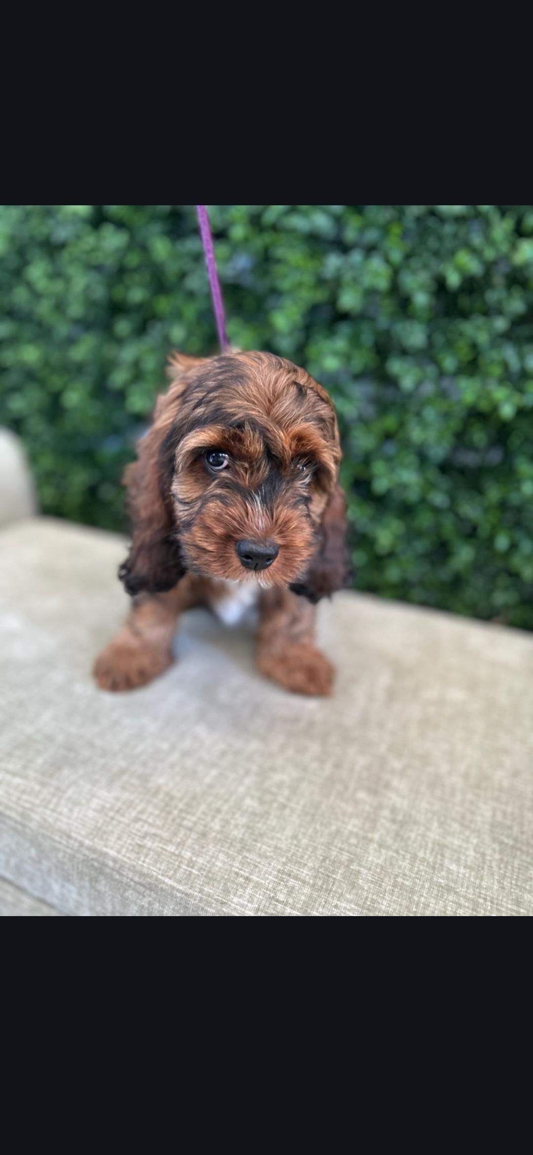 Enlarge Mable, a ADOPTABLE Cockapoo in Torrance, CA image 3/4