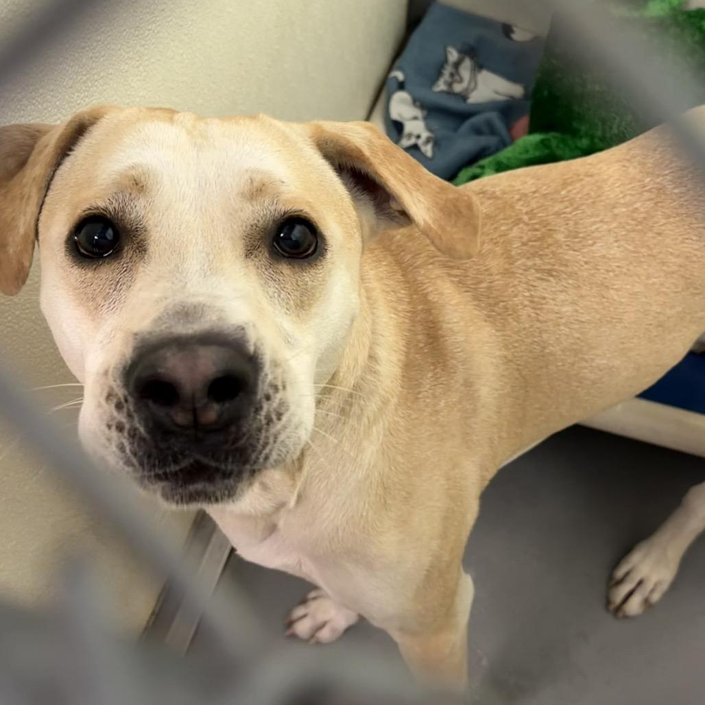 Henry, Adoptable, Adult Male Mixed Breed.