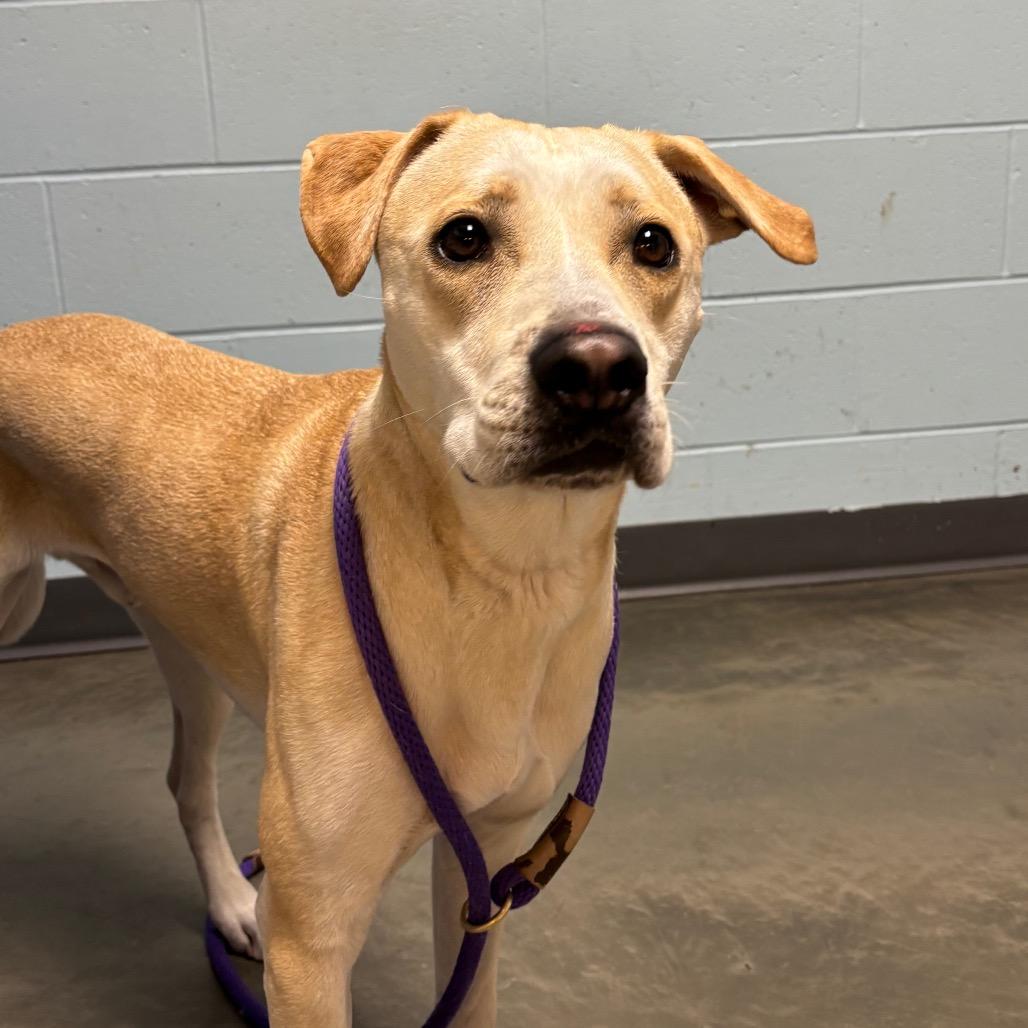 Enlarge Henry, a Adoptable Mixed Breed in DeKalb, IL image 2/5