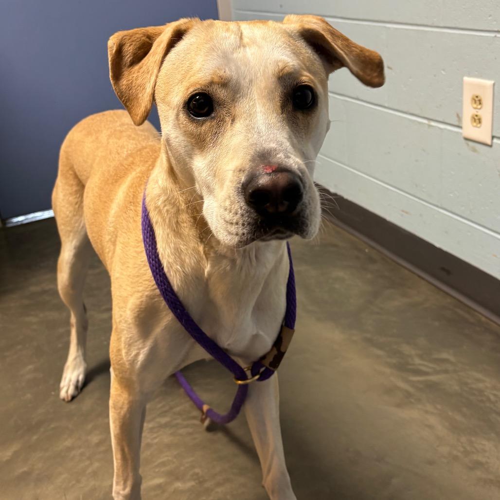 Enlarge Henry, a Adoptable Mixed Breed in DeKalb, IL image 3/5