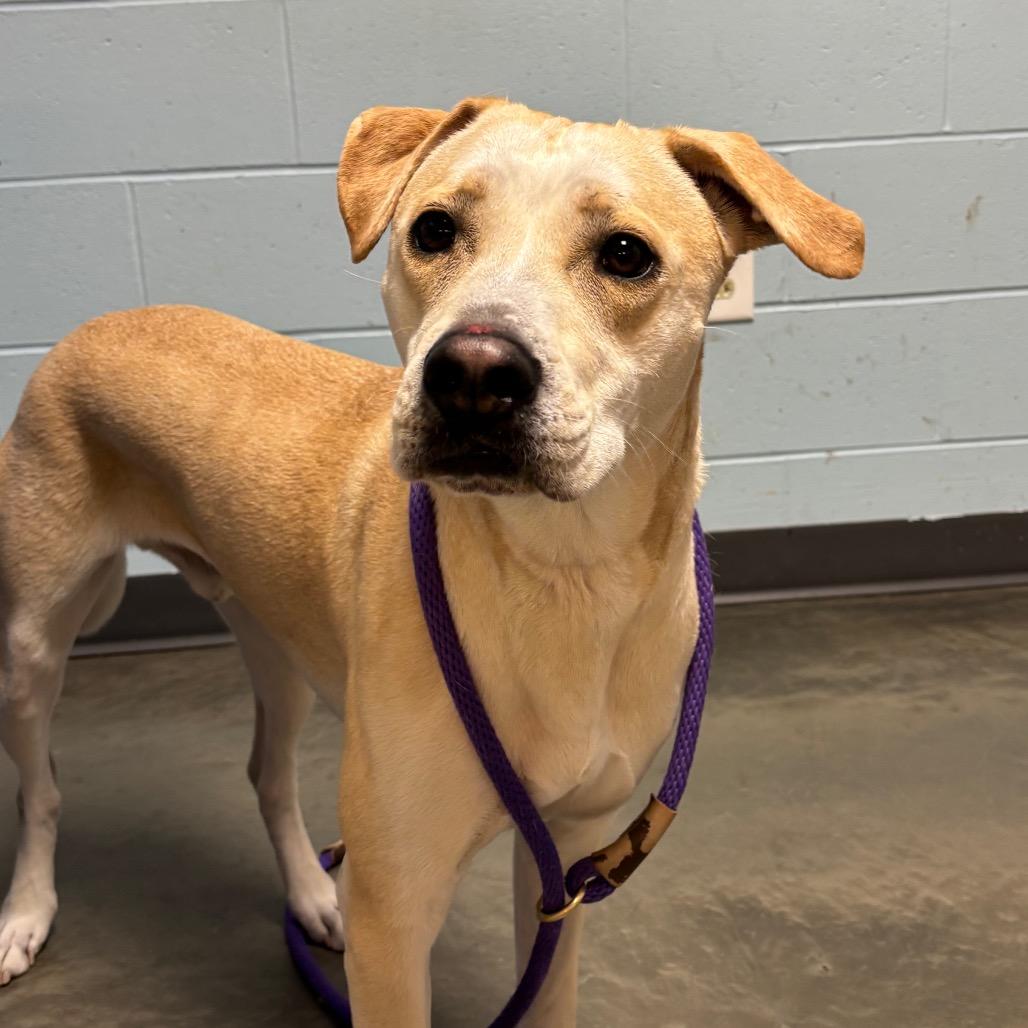 Enlarge Henry, a Adoptable Mixed Breed in DeKalb, IL image 4/5
