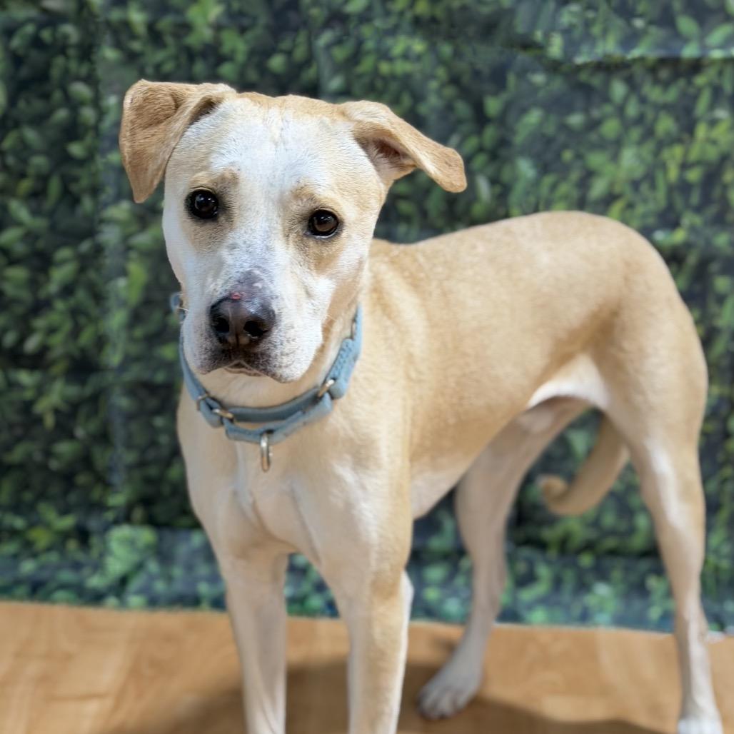 Enlarge Henry, a Adoptable Mixed Breed in DeKalb, IL image 5/5