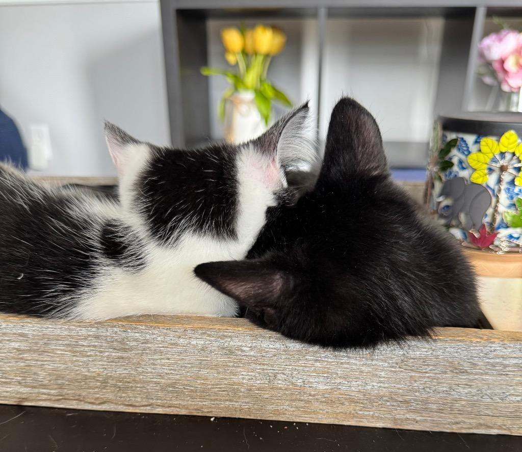 Enlarge Mable, a Adoptable mixed breed in Hampton, VA image 1/5