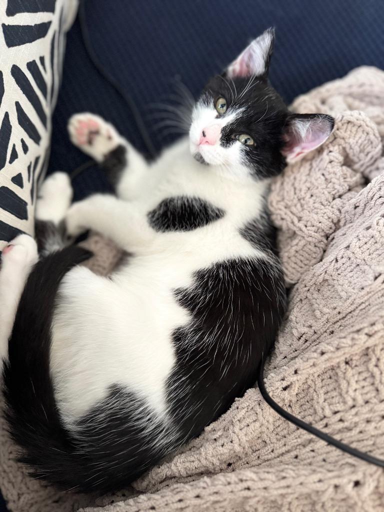 Enlarge Mable, a Adoptable mixed breed in Hampton, VA image 3/5