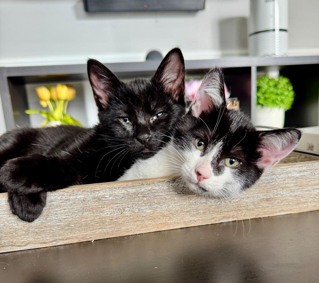 Enlarge Mable, a Adoptable mixed breed in Hampton, VA image 5/5