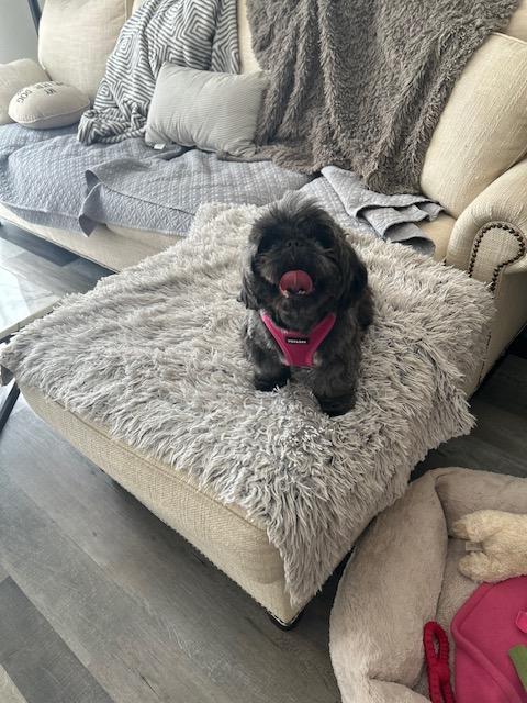 Bianca , a ADOPTABLE Shih Tzu in Maitland, FL image 2/4