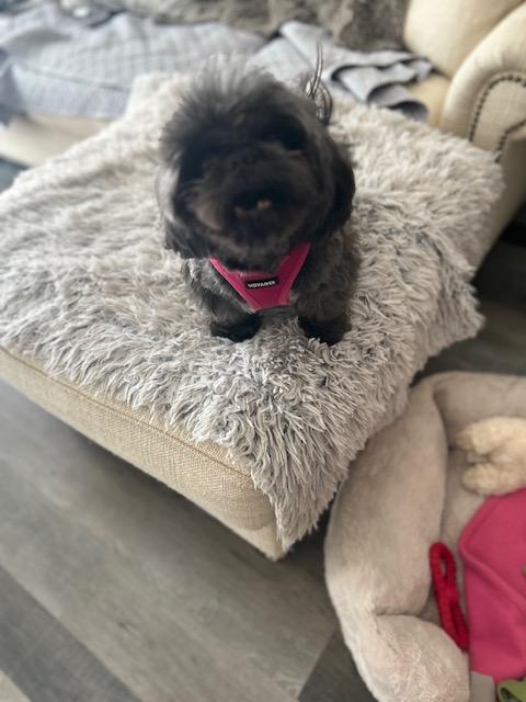 Bianca , ADOPTABLE, Adult Female Shih Tzu.