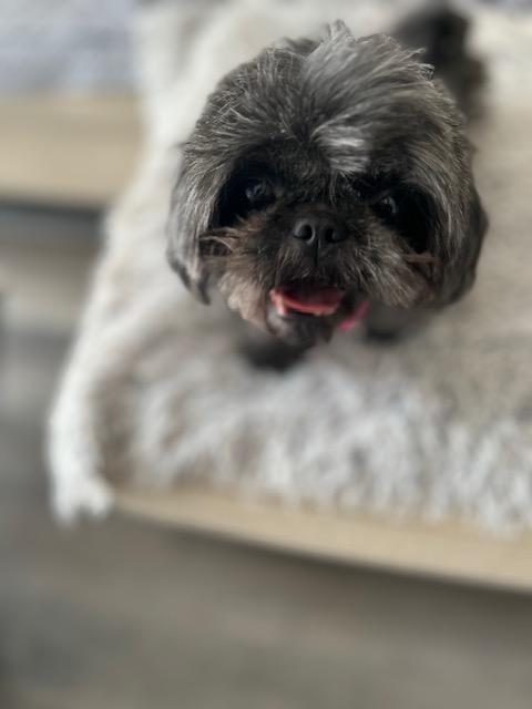 Enlarge Bianca , an adopted Shih Tzu in Maitland, FL image 4/4