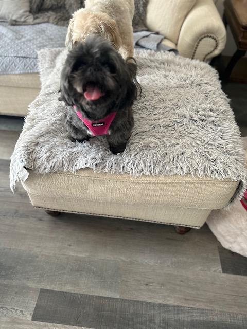 Enlarge Bianca , an adopted Shih Tzu in Maitland, FL image 3/4