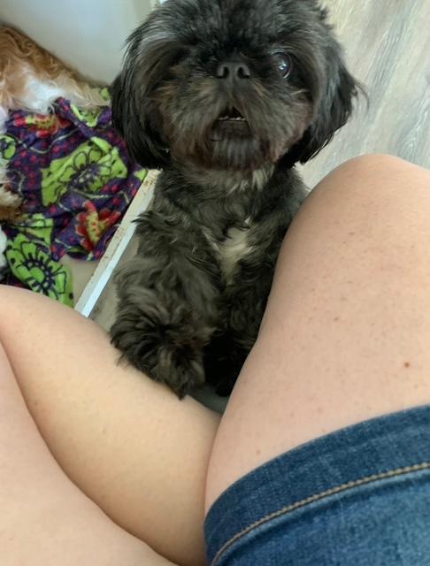 Bianca , a ADOPTABLE Shih Tzu in Maitland, FL image 4/4