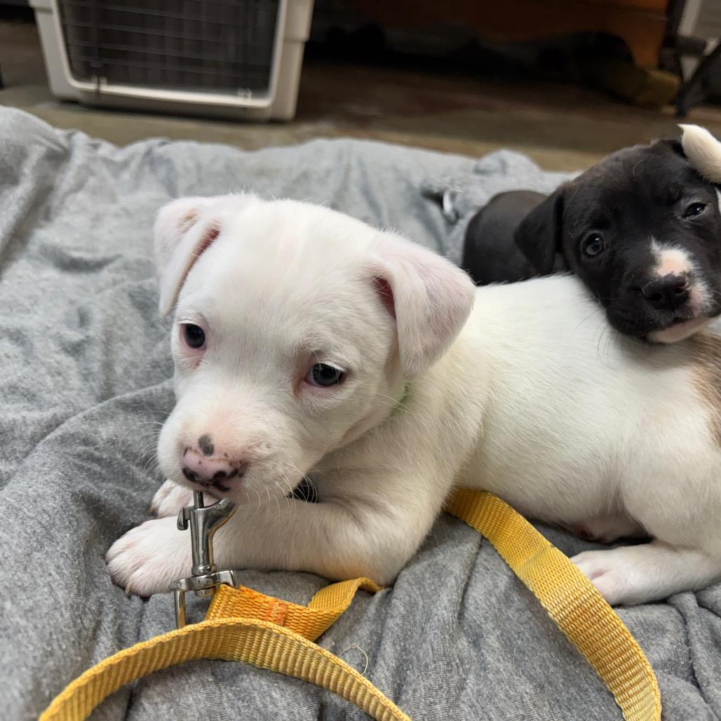 Pebbles, Adoptable, Puppy Male Havanese & Pit Bull Terrier.