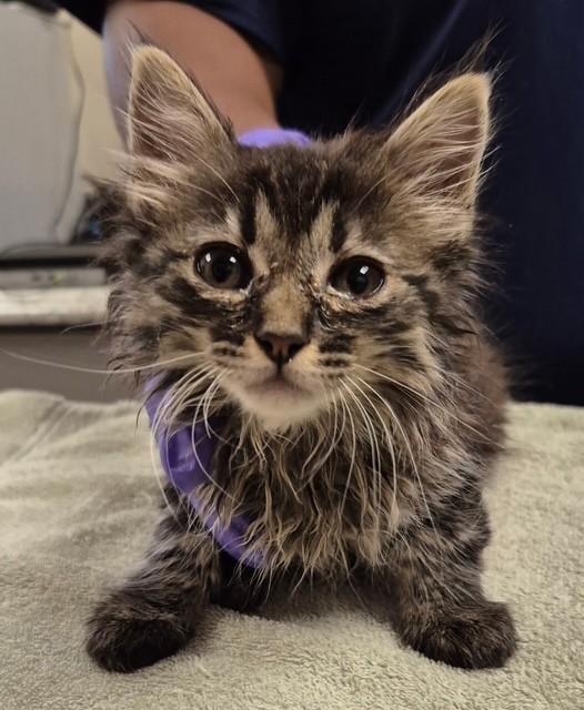 LAVENDER, Adoptable, Kitten Female Domestic Long Hair.