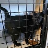 Enlarge Yuki, a ADOPTABLE Domestic Short Hair in Edgewood, NM image 1/1