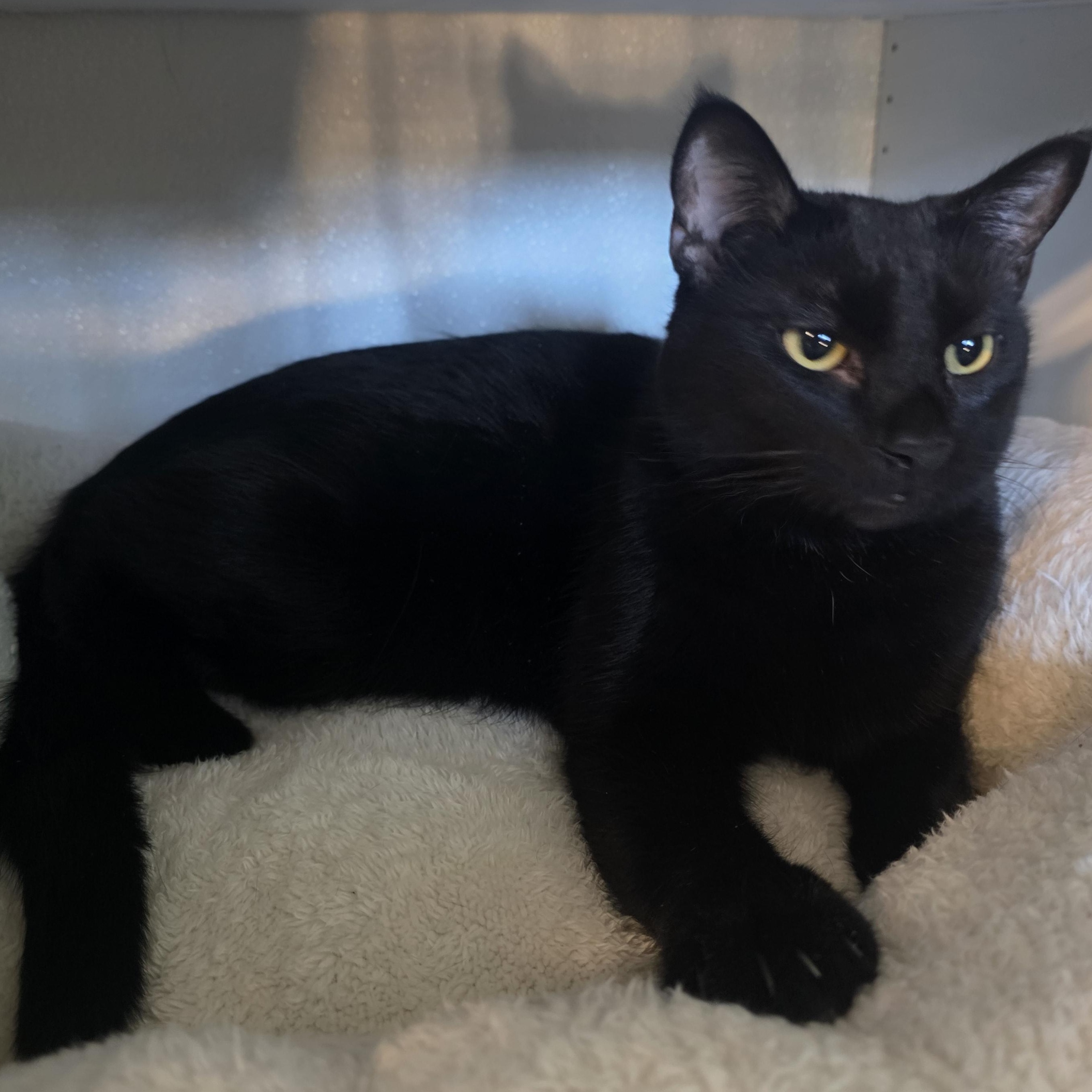 Yuki, ADOPTABLE, Adult Male Domestic Short Hair.