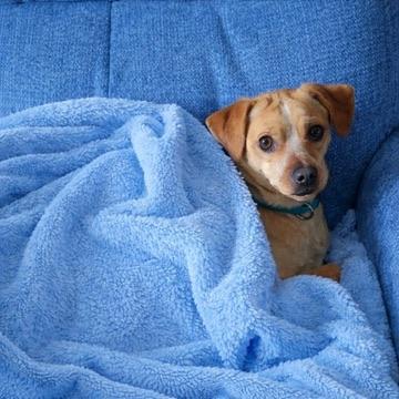 Enlarge Joey, an adopted mixed breed in Long Beach, WA image 1/5