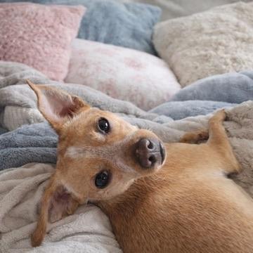 Joey, ADOPTABLE, Young Male Chihuahua & Terrier.