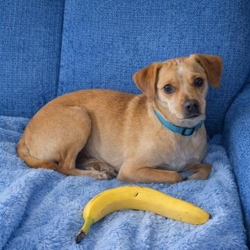 Enlarge Joey, an adopted mixed breed in Long Beach, WA image 4/5
