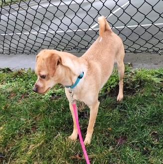 Enlarge Joey, a ADOPTABLE mixed breed in Long Beach, WA image 4/4