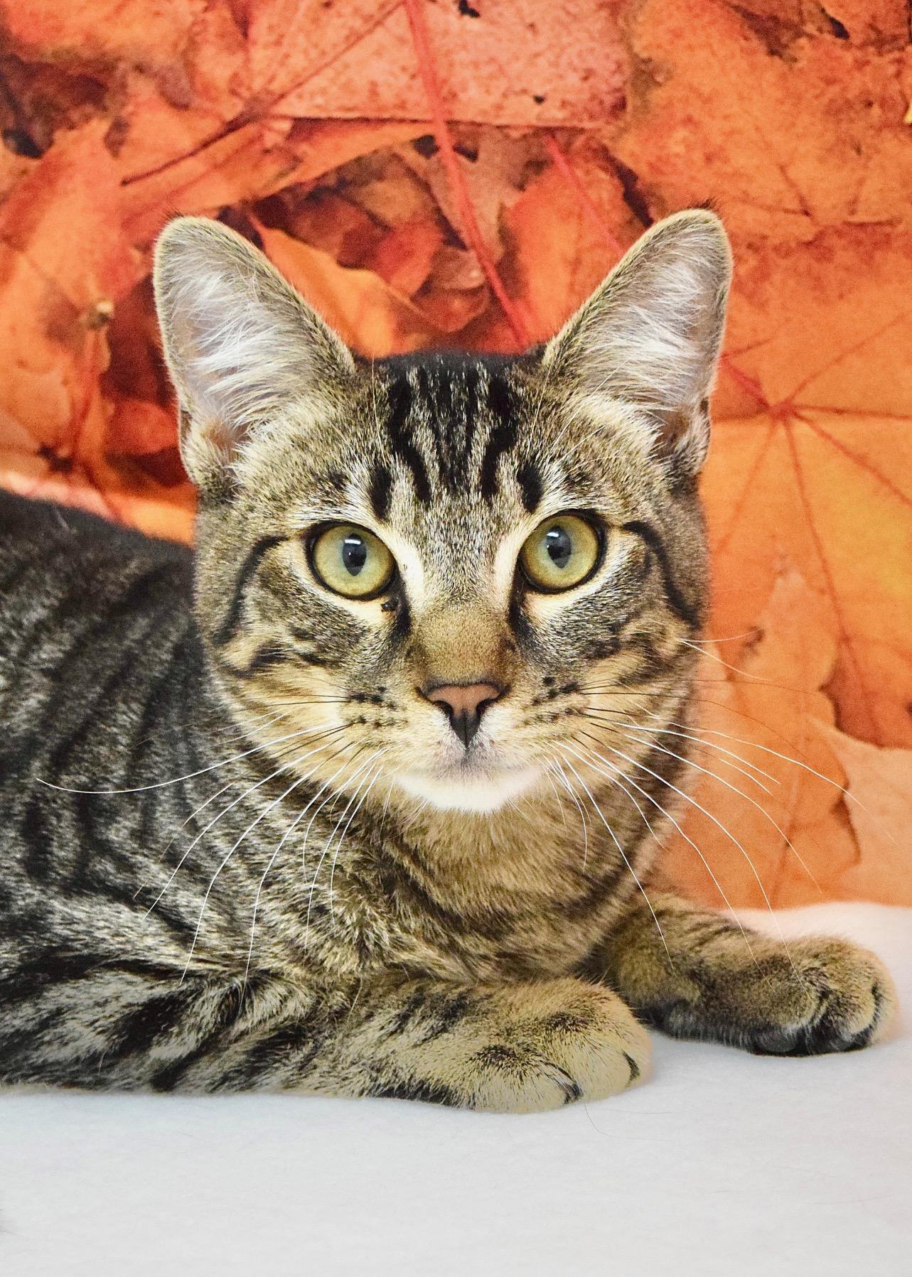 Fred, Adoptable, Kitten Male Domestic Short Hair.