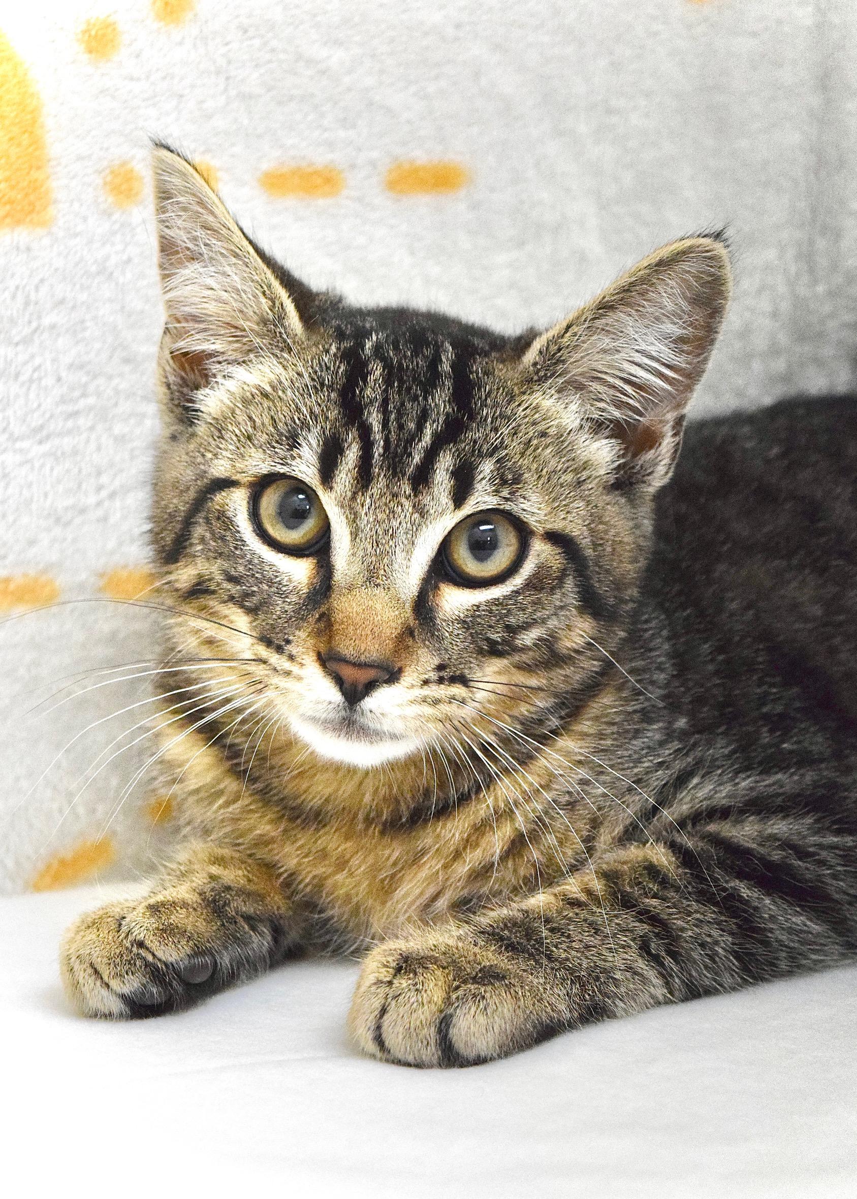 Fred, ADOPTABLE, Kitten Male Domestic Short Hair.