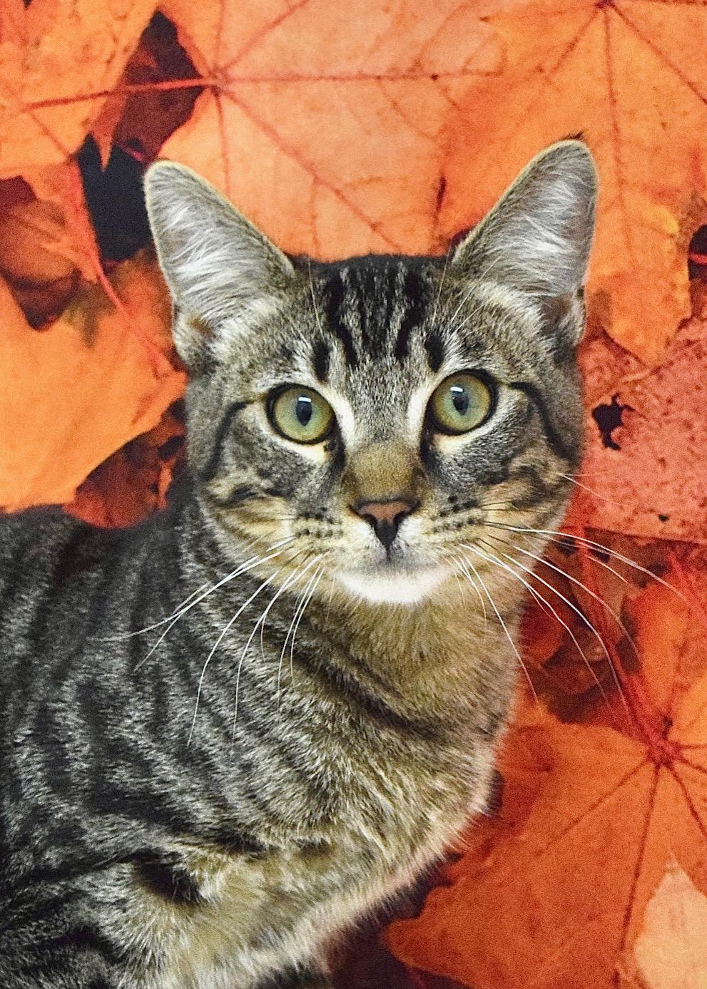Enlarge Fred, a Adoptable Domestic Short Hair in Dublin, CA image 2/3
