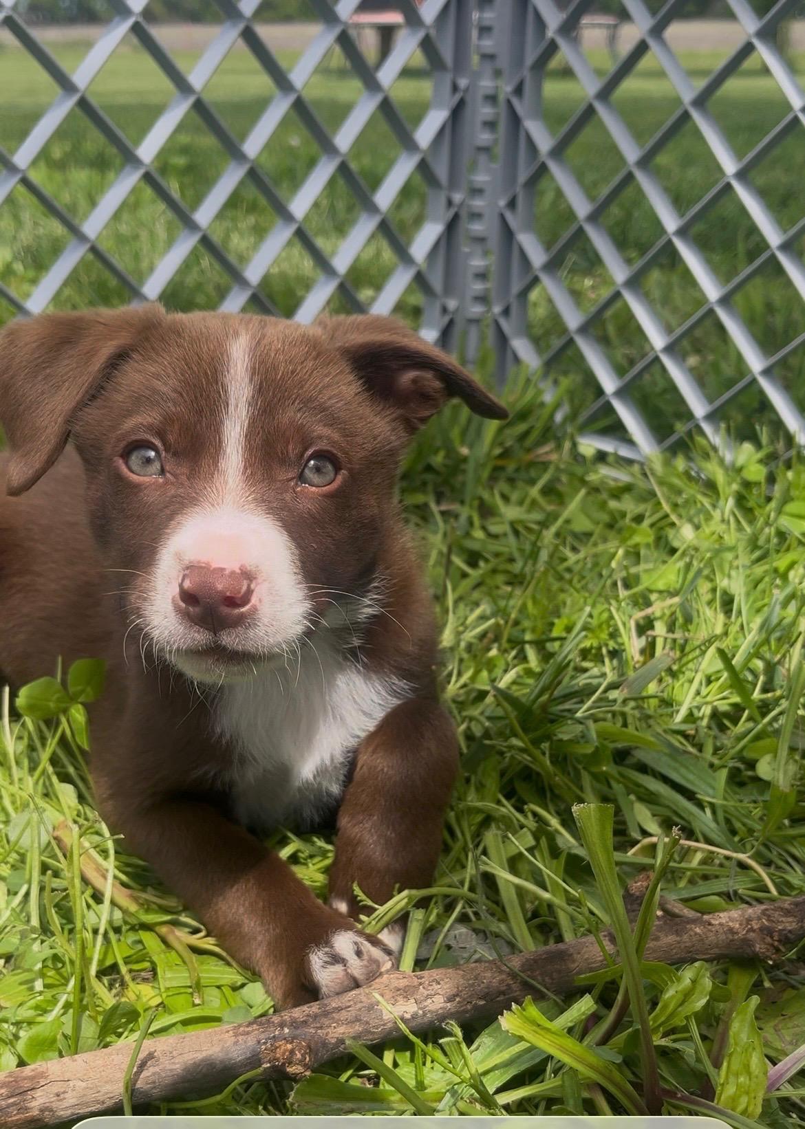 Enlarge Ellie / Pink E, a Adoptable mixed breed in Mexico, MO image 2/6