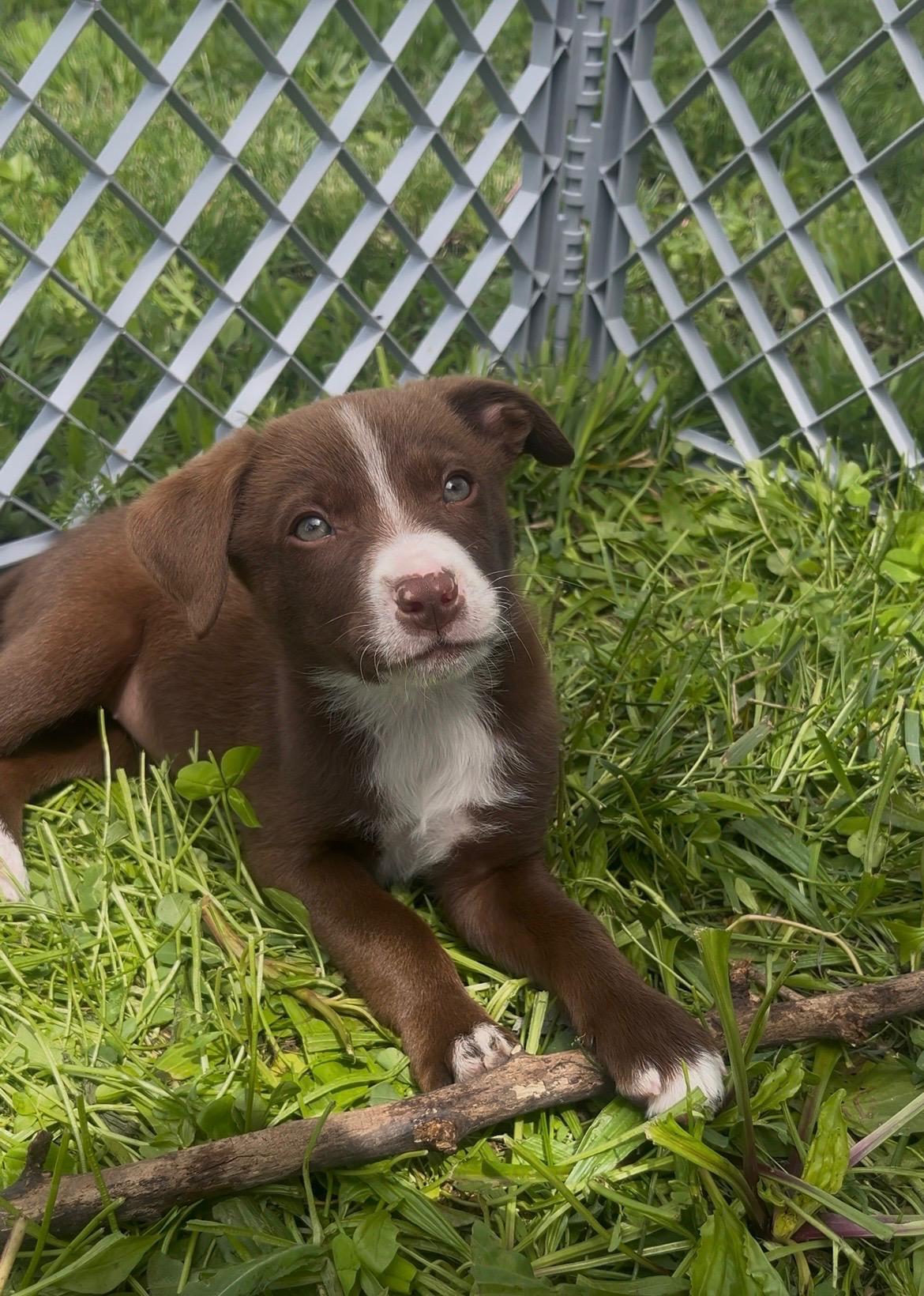 Enlarge Ellie / Pink E, a Adoptable mixed breed in Mexico, MO image 3/6