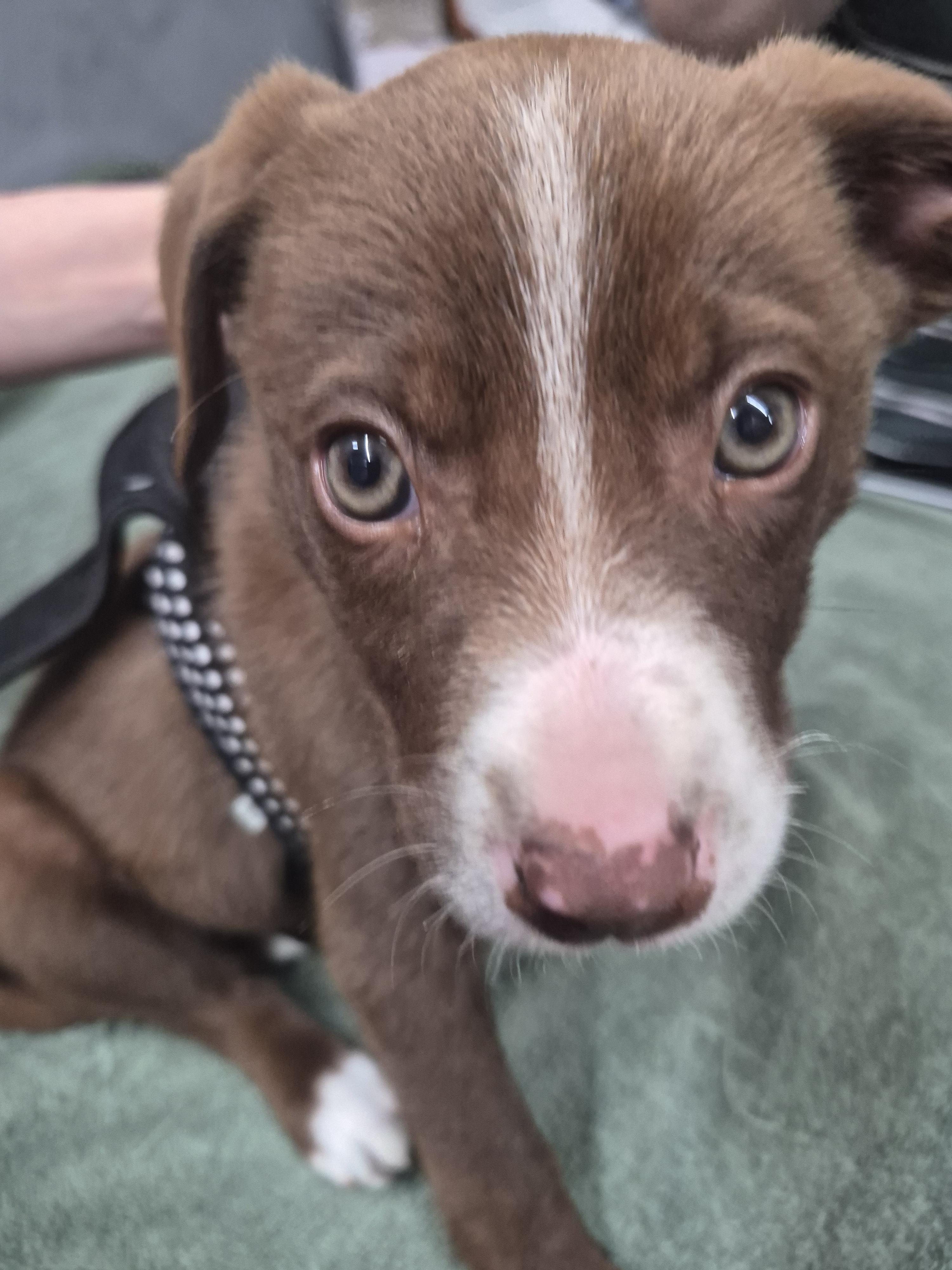 Enlarge Ellie / Pink E, a Adoptable mixed breed in Mexico, MO image 4/6