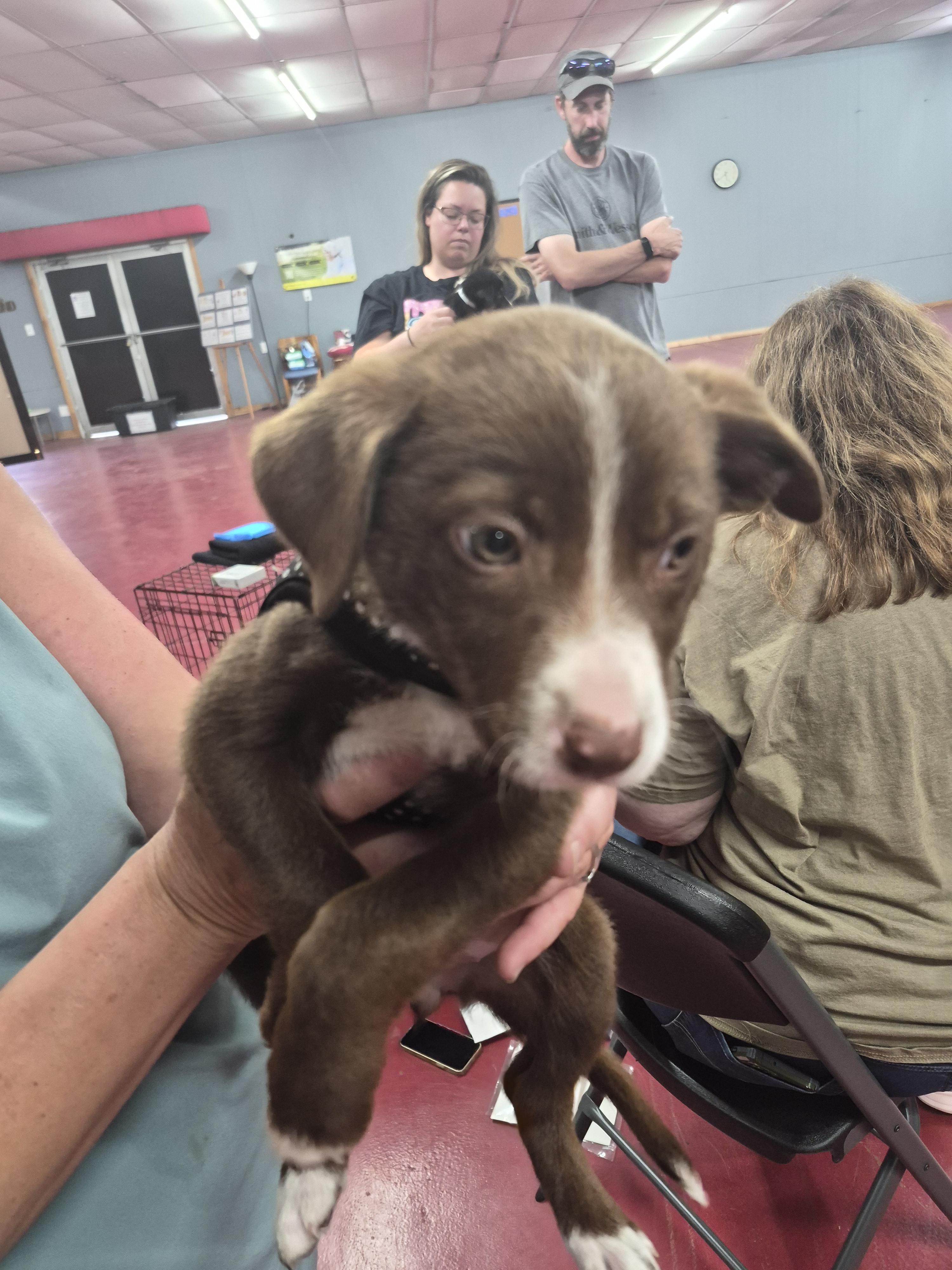 Enlarge Ellie / Pink E, a Adoptable mixed breed in Mexico, MO image 5/6
