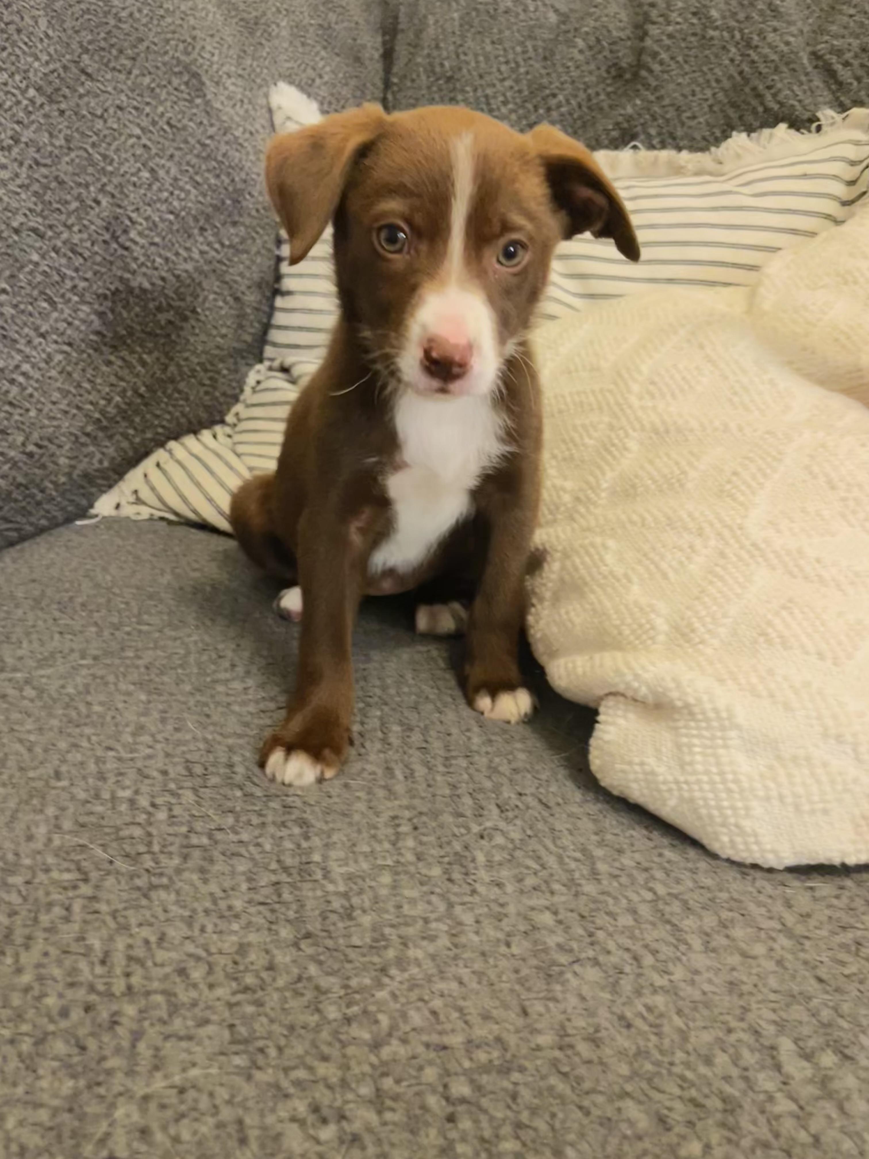 Enlarge Ellie / Pink E, a Adoptable mixed breed in Mexico, MO image 6/6