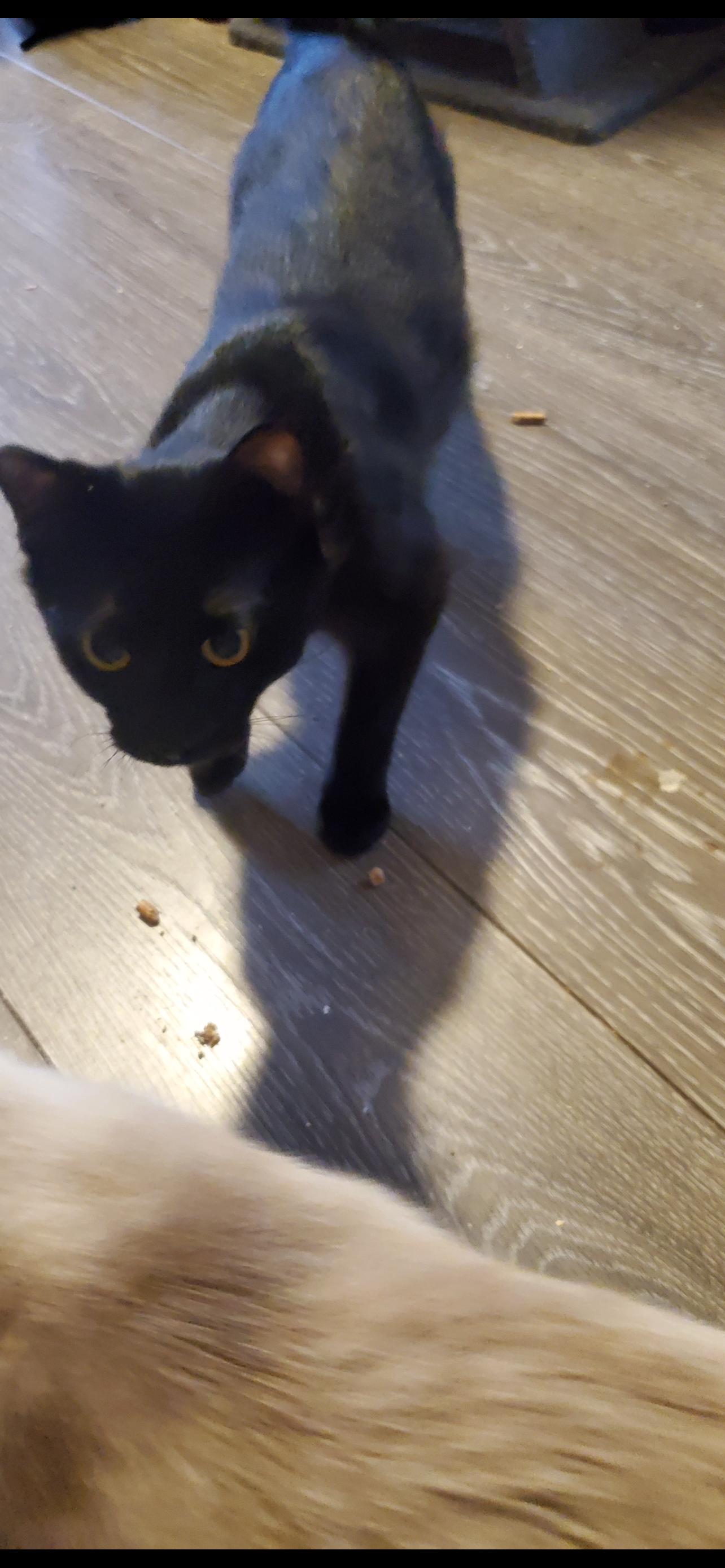 Enlarge Tinkerbell, a ADOPTABLE Domestic Short Hair in Rochester, WA image 2/2