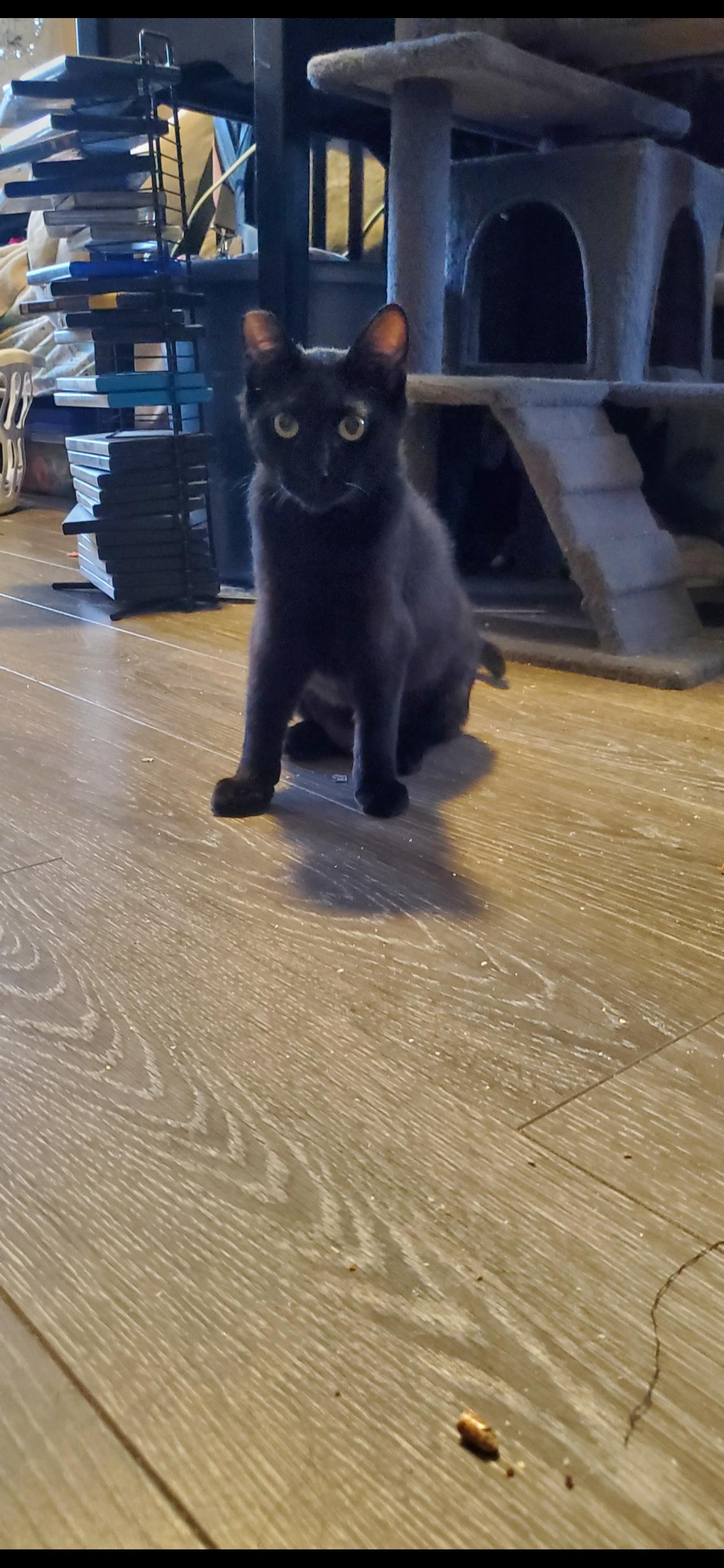 Tinkerbell, ADOPTABLE, Adult Female Domestic Short Hair.