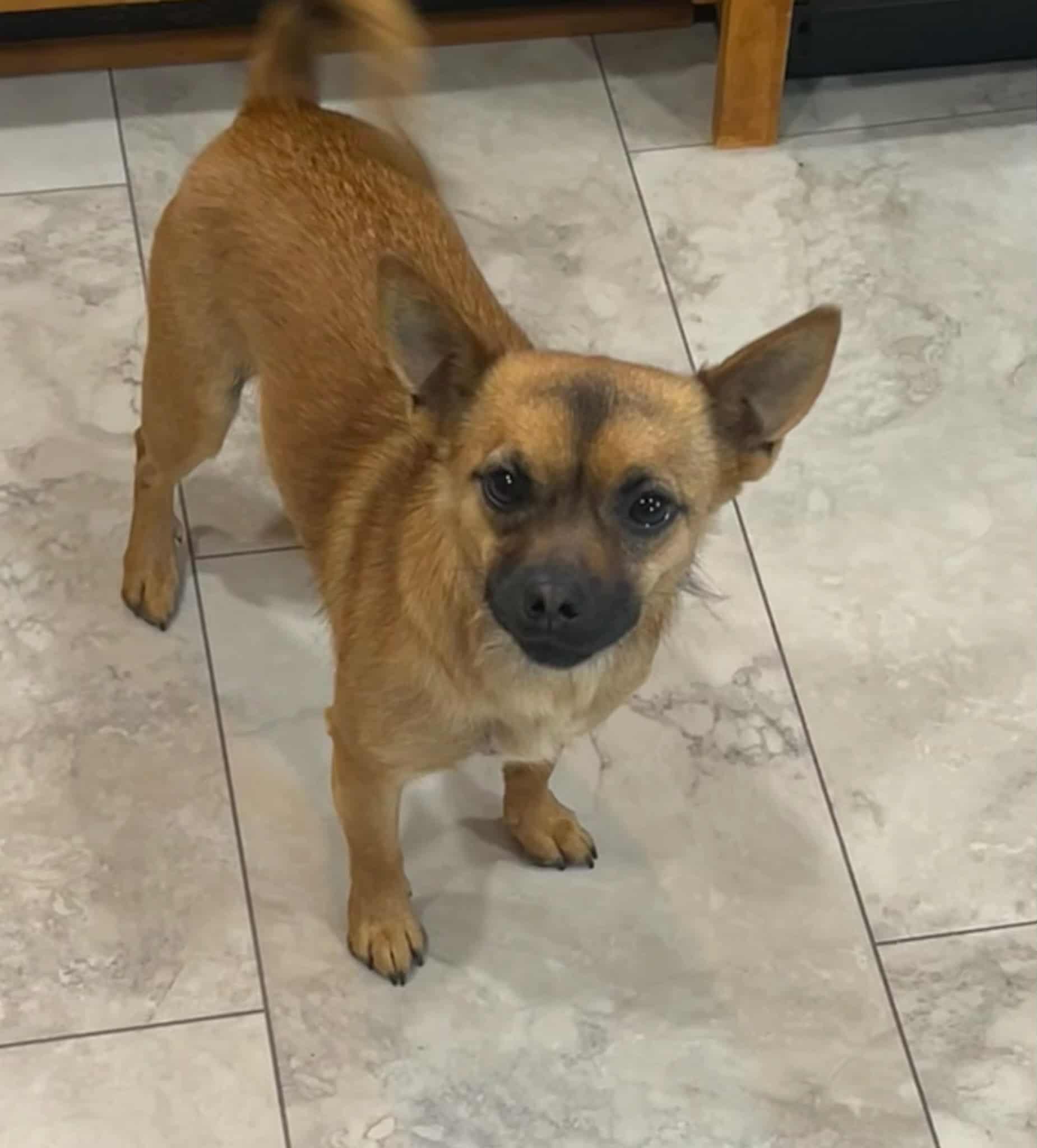 Hazel, an adopted mixed breed in Hamburg , NY image 2/4