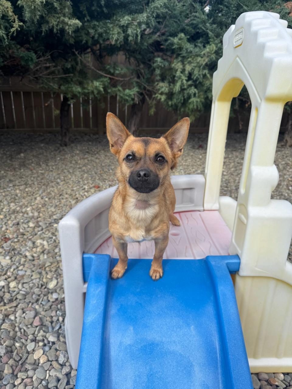 Hazel, adopted, Adult Female Chihuahua & Pug.